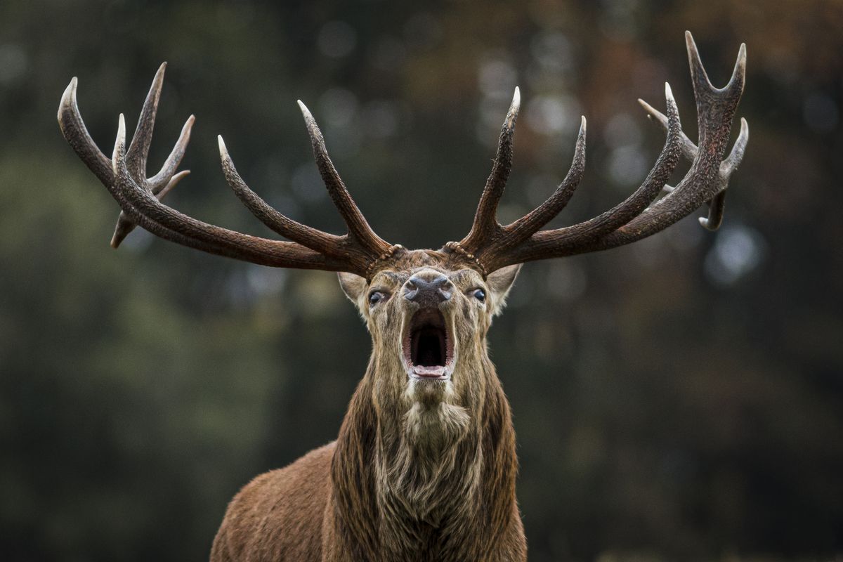 red-deer-stag-bellowing-during-the-rut-royalty-free-image-1694456668.jpg