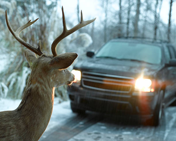 deer-in-headlights.jpg